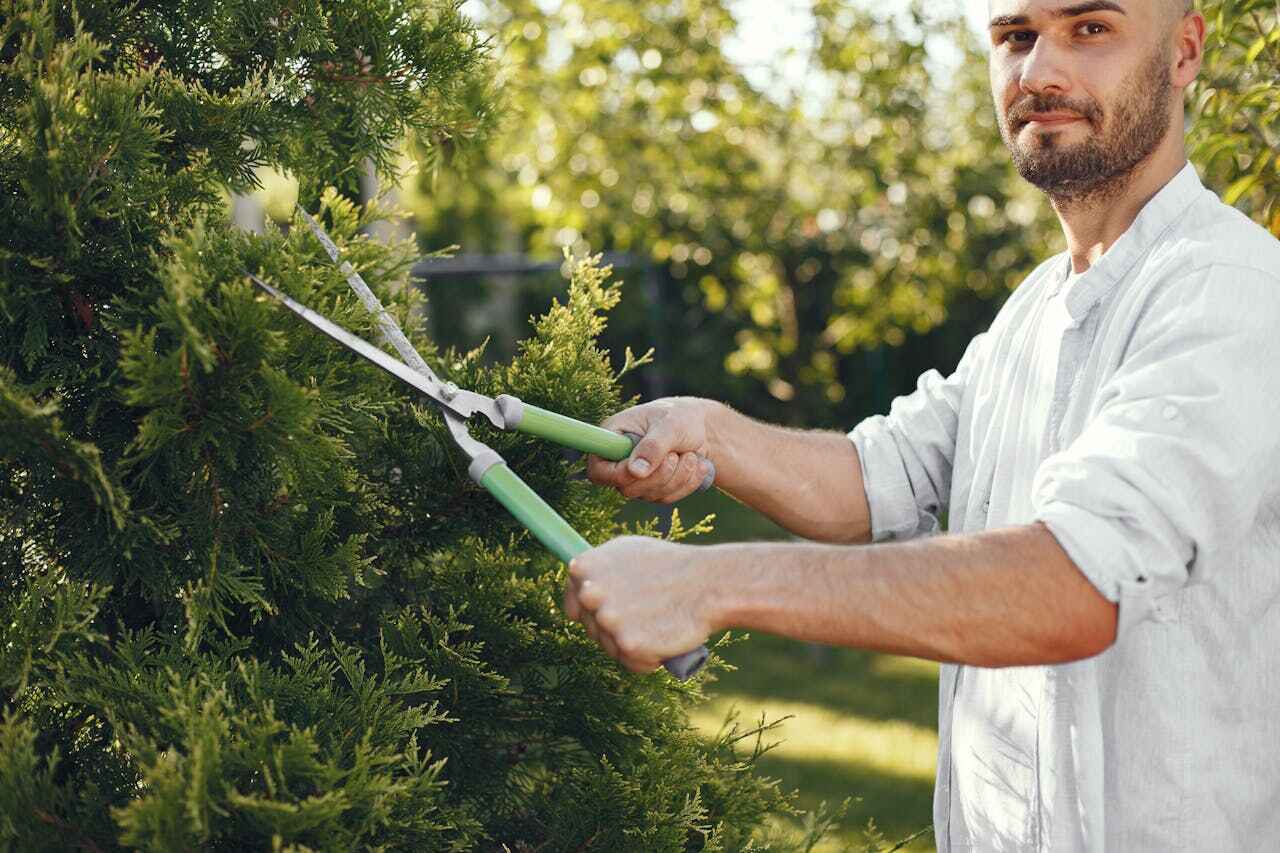 Professional Tree Service in Shorewood, MN